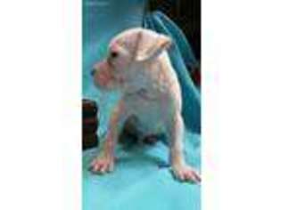 American Bulldog Puppy for sale in Jefferson, GA, USA