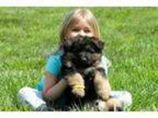 German Shepherd Dog Puppy for sale in Marion, IL, USA