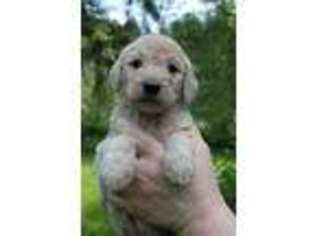 Labradoodle Puppy for sale in Tacoma, WA, USA