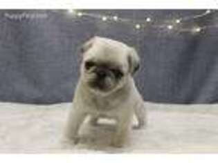 Pug Puppy for sale in Richland, PA, USA