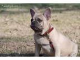 French Bulldog Puppy for sale in Duncanville, TX, USA