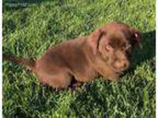 Labrador Retriever Puppy for sale in New Paris, IN, USA