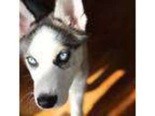 Siberian Husky Puppy for sale in Albuquerque, NM, USA
