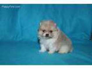 Pomeranian Puppy for sale in Dimock, SD, USA