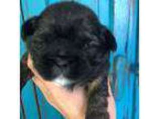 Mutt Puppy for sale in Monee, IL, USA
