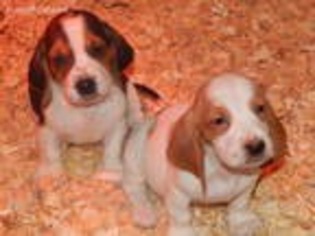 Basset Hound Puppy for sale in Millbury, MA, USA