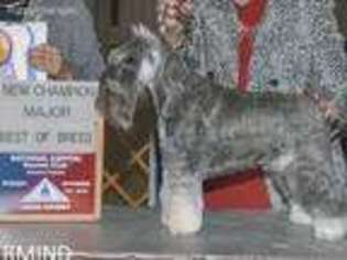 Mutt Puppy for sale in Fairfield, TX, USA