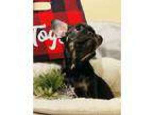 French Bulldog Puppy for sale in Heath, OH, USA