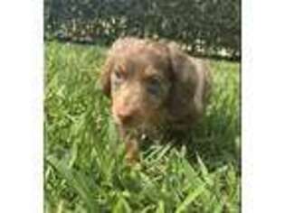 Dachshund Puppy for sale in Boca Raton, FL, USA