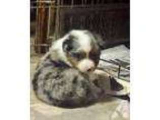 Australian Shepherd Puppy for sale in BEAVERCREEK, OR, USA