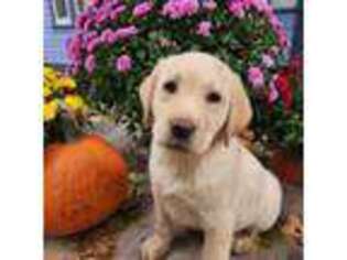 Labrador Retriever Puppy for sale in Chatham, NY, USA