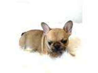 French Bulldog Puppy for sale in Sawyer, OK, USA