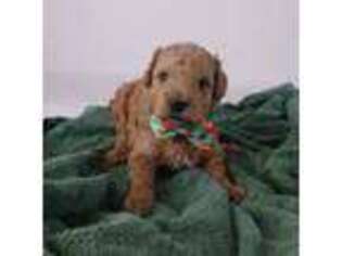 Goldendoodle Puppy for sale in Peyton, CO, USA