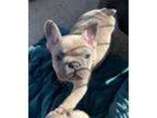 French Bulldog Puppy for sale in Fenton, MO, USA