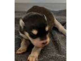 Alaskan Malamute Puppy for sale in Stillwater, OK, USA