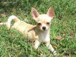 Chihuahua Puppy for sale in Evening Shade, AR, USA