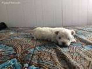 Mutt Puppy for sale in Rocky Point, NY, USA