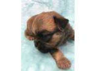 Brussels Griffon Puppy for sale in Columbus, OH, USA