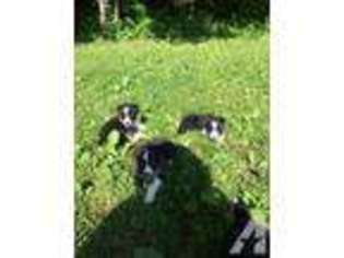 Border Collie Puppy for sale in INDIAN MOUND, TN, USA