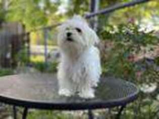 Maltese Puppy for sale in Kyle, TX, USA