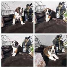 Olde English Bulldogge Puppy for sale in RAPID CITY, SD, USA
