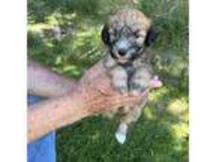 Soft Coated Wheaten Terrier Puppy for sale in Cody, WY, USA