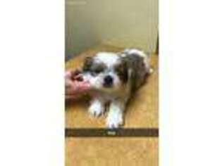 Mutt Puppy for sale in Hoffman Estates, IL, USA