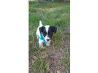 Jack Russell Terrier Puppy for sale in Blanco, TX, USA