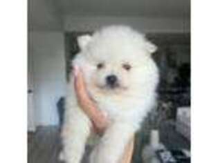 Pomeranian Puppy for sale in West Hollywood, CA, USA