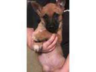 Belgian Malinois Puppy for sale in Canton, NC, USA