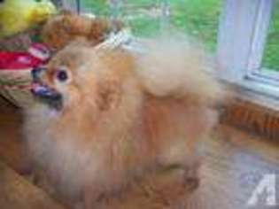 Pomeranian Puppy for sale in COMFORT, NC, USA
