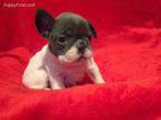 French Bulldog Puppy for sale in Lookeba, OK, USA