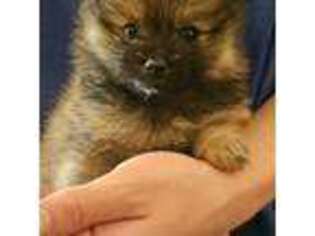 Pomeranian Puppy for sale in Glen Burnie, MD, USA