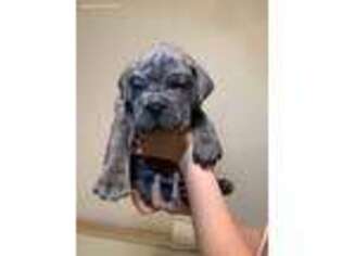 Cane Corso Puppy for sale in Martinsville, IN, USA