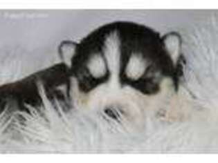 Siberian Husky Puppy for sale in Seguin, TX, USA