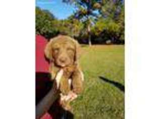 Chesapeake Bay Retriever Puppy for sale in Leesburg, GA, USA
