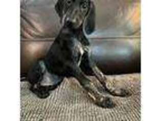 Afghan Hound Puppy for sale in Ranburne, AL, USA