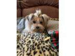 Yorkshire Terrier Puppy for sale in Temecula, CA, USA