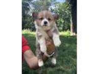 Pembroke Welsh Corgi Puppy for sale in Indianola, IA, USA