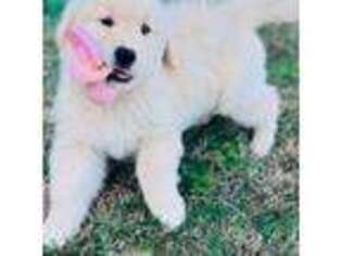 Golden Retriever Puppy for sale in Saint Pauls, NC, USA