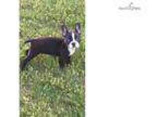 Boston Terrier Puppy for sale in Hartford, CT, USA