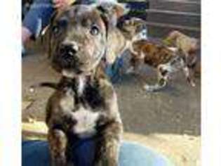 Great Dane Puppy for sale in Akron, IA, USA