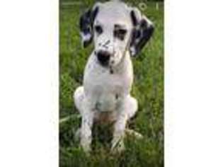 Dalmatian Puppy for sale in Newberry, IN, USA