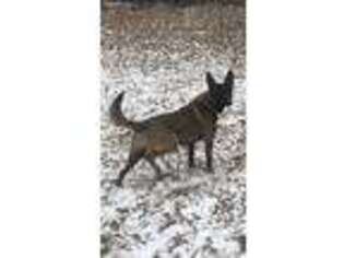Belgian Malinois Puppy for sale in Jefferson City, MO, USA