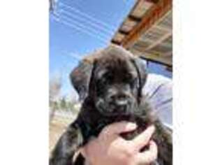 Mastiff Puppy for sale in Fillmore, UT, USA