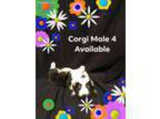 Pembroke Welsh Corgi Puppy for sale in Gardendale, TX, USA