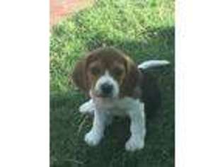 Beagle Puppy for sale in Seymour, TX, USA