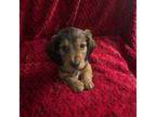Dachshund Puppy for sale in Taunton, MA, USA