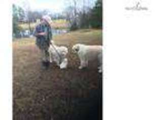 Great Pyrenees Puppy for sale in Fredericksburg, VA, USA