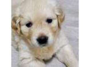 Mutt Puppy for sale in Knox, IN, USA